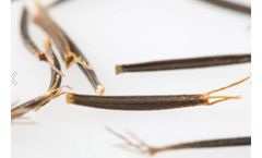 Bayer - Bidens Pilosa