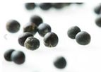 Bayer - Brassica Napus