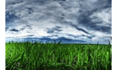 Modified plant clears up deadly water toxin