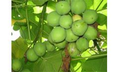 Lack of science means jatropha biofuel `could fail poor`