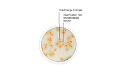 BACARA - Chromogenic Media
