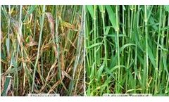 Aderya - Fungicides