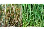 Adexar - Highly Effective Fungicide