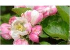 Bellis - Systemic Fungicides
