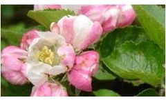 Bellis - Systemic Fungicides