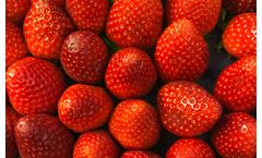 Dais NanoFresh - Food Freshness Preservation Technology