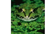ACO Wildlife - Amphibian Protection Systems
