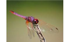 Aquatic Ecology Service