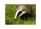 Badger Survey