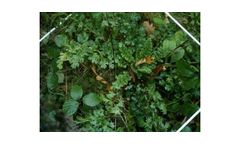 Specialist Vegetation Surveys