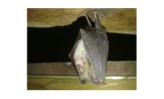 Protected Species Survey