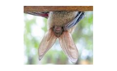 Bat Survey