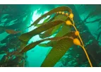 HGS BioScience - Model Solu-Sea WSP - Solu-Sea WSP Plant Stress Tolerance Enhancer