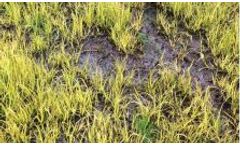 SepticSAVER - Septic System