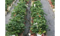 UK growers to benefit from new soft fruit pre-breeding research programme