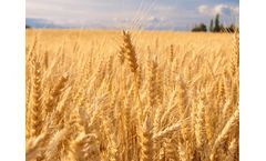 Put grain analysis and reviewing crop nutrition on this year’s harvest ‘to-do’ list