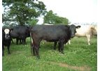 Livestock Management Services