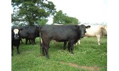 Livestock Management Services