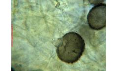 Cleaning mold containing surfaces