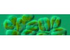 ReNew - Marine Microalgae Biofuel and Omega-3 Oils