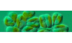 ReNew - Marine Microalgae Biofuel and Omega-3 Oils