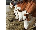 ReNew - Animal Feed