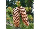 Godioli & Bellanti - Turn Key Plants for Extraction and Selection of Tree Seeds