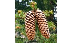Godioli & Bellanti - Turn Key Plants for Extraction and Selection of Tree Seeds