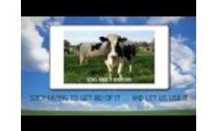 Dairy Cows: Poop-to-Power Video