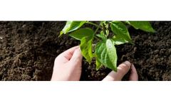 Organic Fertilizer