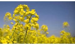 Bio-Energy Services