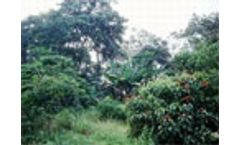 African Development Bank to fund $814m Congo forest conservation