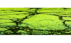Submerged Bio-Reactors for Impaired Water Restoration