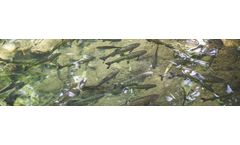 Polybromodiphenyl Ethers (PBDEs) Analysis