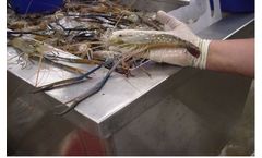 Liquid Microbial Formulation Solutions for Aquaculture