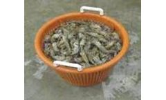 Determining the Effects of Bioaugmentation in Yield and Feed Consumption in Freshwater Shrimp - Aquaculture