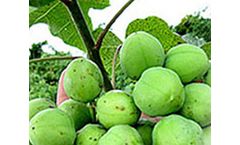 SG Biofuels Develops Jatropha Hybrid Seed Production Technology