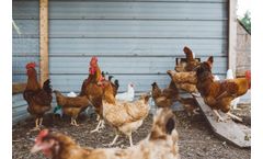 Monitoring CO2 Concentrations in Pig and Poultry Processing