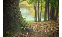 Forest Soil Carbon Flux Measurement and Applications