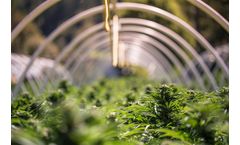 Gas Sensing for Optimal Marijuana Medical Use Crop Growth