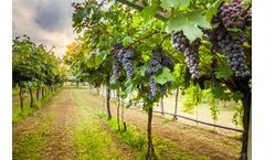 The Role of CO₂ Measurement in Wine Production