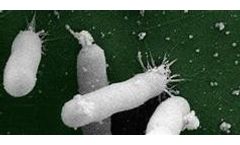 ROS effective against Xylella Fastidiosa