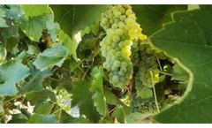 Ros Reduced Sour Rotby 50% In Vineyard
