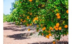 Mineral Oxychloride to rescue citrus market