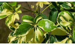 Citrus Greening: A Threat to Citrus Production Controlled with ROS