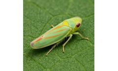 Breaking the Cycle: Advances in Industrial and Agricultural Flying Insect Control