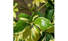 Reactive Oxygen Species–Driven Oxidation Enhancement for Microbial Control in Citrus Irrigation Systems Within Huanglongbing Quarantine Regions