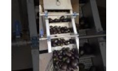 Avocado Oil Processing - Video