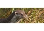 Protected Species Survey, Advice & Licencing