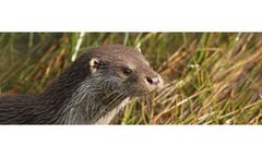 Protected Species Survey, Advice & Licencing